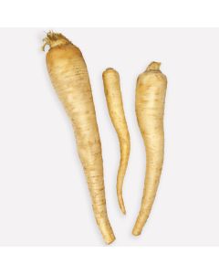 Peterselie wortel (regeneratief)