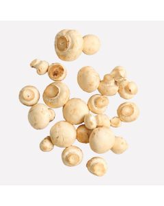 Champignon wit (regeneratief)