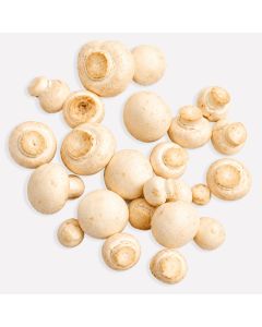 Champignon wit (regeneratief)