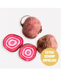Biet chioggia (Regeneratief)