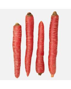 Winterpeen rood (regeneratief)