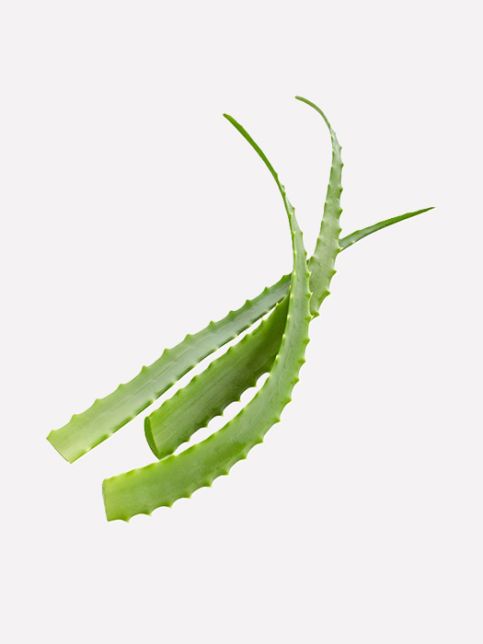 Aloë vera