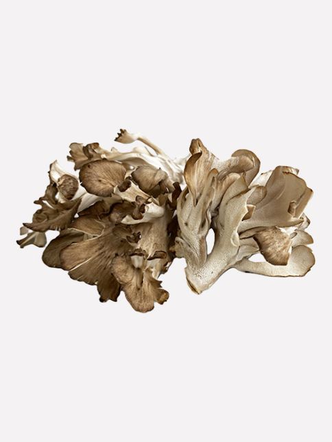 Maitake