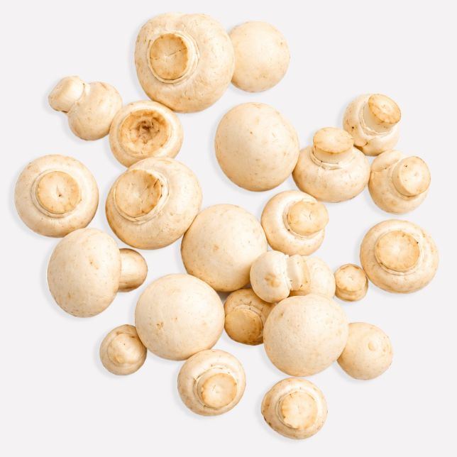 Champignon wit (regeneratief)