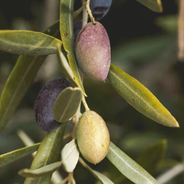 Logo van A Better Bite